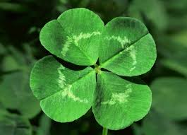 Irish Clover Shamrock Seeds – Heirloom Non-GMO Flowers for Garden Planting