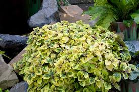 Premium Coleus Yellow Flower seeds for Planting Pollinator Friendly, Heirloom & GMO Free Seeds for Home Garden seeds