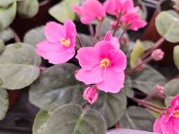 Pink White African Violet or Saintpaulia ionantha. Flower seeds for Planting Cottage Garden Essential, Heirloom & GMO Free Seeds for Home Garden vegetable and garden seeds