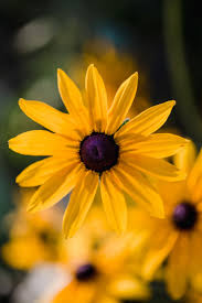 Premium Yellow Rudbeckia Triloba Flower seeds for Planting Long Bloom Season, Heirloom & GMO Free Seeds for Home Garden seeds