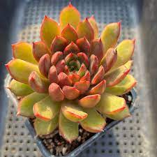 Echeveria Purpusorum Light Green Seeds - Perfect For Planting Herb
