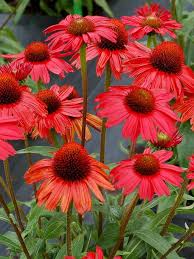 High quality Red Coneflower Flower seeds for Planting Sun Loving, Heirloom & GMO Free Seeds for Home Garden seeds pack