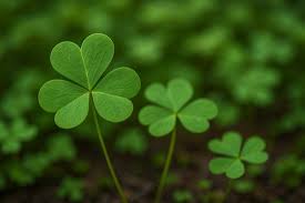 Irish Clover Shamrock Seeds – Heirloom Non-GMO Flowers for Garden Planting