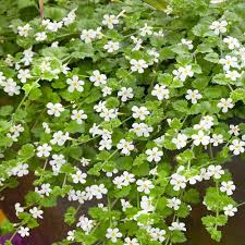 Premium White Snowtopia Flower seeds for Planting Compact Growth, Heirloom & GMO Free Seeds for Home Garden seeds