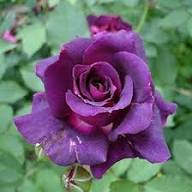 Rose Purple Black Seeds for Planting: Premium Quality Flower Seeds for Stunning Blooms