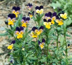 Viola Tricolor Planting Flower Seeds For Vibrant Gardens - Organic Multi-Colored Blooms