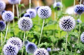 Premium Purple Rattlesnake Flower seeds for Planting Long Bloom Season, Heirloom & GMO Free Seeds for Home Garden seeds