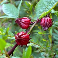 High quality Roselle Flower seeds for Planting Low Maintenance, Heirloom & GMO Free Seeds for Home Garden seeds pack