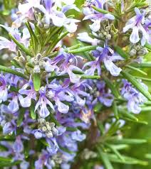 Premium Purple Rosmarinus Flower seeds for Planting Pollinator Friendly, Heirloom & GMO Free Seeds for Home Garden seeds