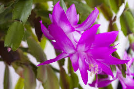 High quality White Pink Zygocactus Flower seeds for Planting Seasonal Bloomer, Heirloom & GMO Free Seeds for Home Garden seeds pack