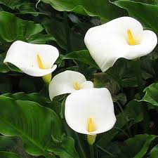 White Zantedeschia Aethiopica Flower seeds for Planting Garden Favorite, Heirloom & GMO Free Seeds for Home Garden vegetable and garden seeds