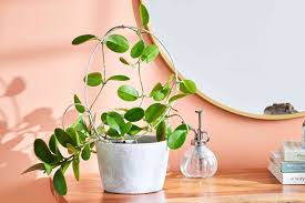 Cream Hoya Planting Seeds For Vibrant Growth Flower
