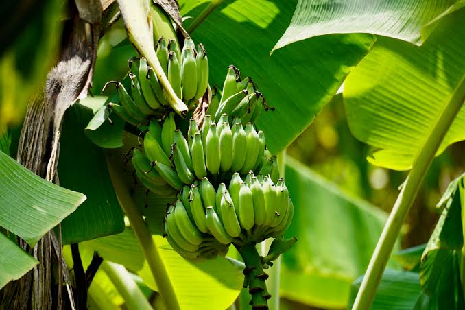 Dark Green Banana Fruit Seeds for Planting