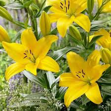 Heirloom Hippeastrum Flower seeds for Planting Vibrant Colors Heirloom & GMO Free Seeds for Home Garden
