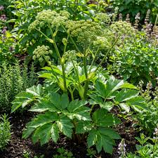 High quality Ashitaba Seeds (Angelica keiskei) Rare Japanese Herb seeds pack