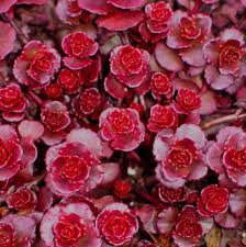 Sedum Dragons Blood Groundcover Flower seeds for Planting - Compact Growth, Heirloom & GMO Free Seeds for Home Garden