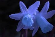 Blue Daffodils Flower seeds for Planting Cottage Garden Essential Heirloom & GMO Free Seeds for Home Garden