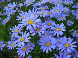 Blue Felicia Amelloides Flower seeds for Planting Sun Loving, Heirloom & GMO Free Seeds for Home Garden vegetable and garden seeds