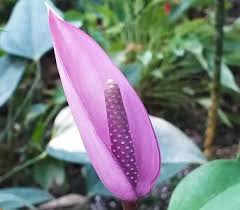 Anthurium Andraeanum Seeds, Heirloom Non-GMO Flower Seeds for Planting