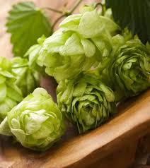 Green Humulus Lupulus Flower seeds for Planting Cut Flower Favorite, Heirloom & GMO Free Seeds for Home Garden vegetable and garden seeds