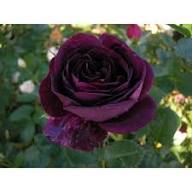 Rose Purple Black Seeds for Planting: Premium Quality Flower Seeds for Stunning Blooms