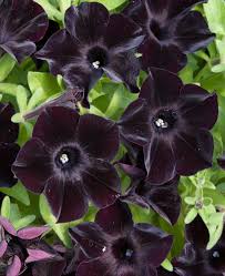 Black Velvet Petunia Flower seeds for Planting Seasonal Bloomer, Heirloom & GMO Free Seeds for Home Garden vegetable and garden seeds