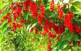 Red Schisandra Fruit Seeds Planting