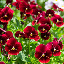 Viola Red Blue Flower seeds for Planting - Premium Quality, Heirloom & GMO Free Seeds for Home Garden
