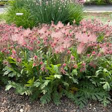 Premium Triflorum Flower seeds for Planting Long Bloom Season, Heirloom & GMO Free Seeds for Home Garden seeds