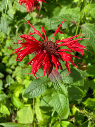 Mondarda Didyma Flower seeds for Planting Garden Favorite Heirloom & GMO Free Seeds for Home Garden