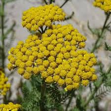 Yellow Jacaranda Flower seeds for Planting Cut Flower Favorite Heirloom & GMO Free Seeds for Home Garden