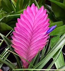 Pink Bromeliad Tillandsia Bulbosa Flower seeds for Planting - Seasonal Bloomer, Heirloom & GMO Free Seeds for Home Garden