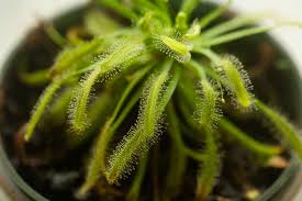 Sundew Plant Seeds Planting Light Green