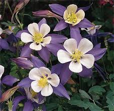 Aquilegia Flower seeds for Planting Wildflower Mix, Heirloom & GMO Free Seeds for Home Garden vegetable and garden seeds