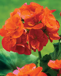 Orange Geranium Flower Garden Seeds Flower seeds for Planting - Sun Loving, Heirloom & GMO Free Seeds for Home Garden