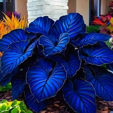 Mix Blue Caladium Flower seeds for Planting - Cottage Garden Essential, Heirloom & GMO Free Seeds for Home Garden