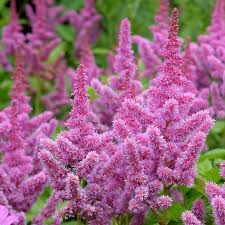 Astilbe Pumila Flower seeds for Planting Easy to Grow Heirloom & GMO Free Seeds for Home Garden