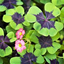 Green And Purple Four Leaf Clover Seeds For Planting Plant Seeds