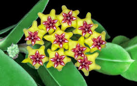 Premium Green Maroon Hoya Flower seeds for Planting Vibrant Colors, Heirloom & GMO Free Seeds for Home Garden seeds