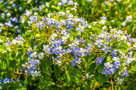 Lignum Flower seeds for Planting Low Maintenance, Heirloom & GMO Free Seeds for Home Garden vegetable and garden seeds