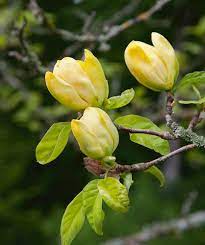 Yulan Flower Seeds Light Yellow Planting Guide
