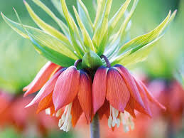 Fritillaria Flower seeds for Planting Easy to Grow, Heirloom & GMO Free Seeds for Home Garden vegetable and garden seeds