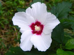 High quality Syriacus Flower seeds for Planting Pollinator Friendly, Heirloom & GMO Free Seeds for Home Garden seeds pack