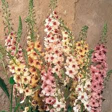 High quality Cream Verbascum Flower seeds for Planting Perfect for Borders, Heirloom & GMO Free Seeds for Home Garden seeds pack