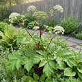 Ashitaba Seeds (Angelica keiskei) Rare Japanese Herb seeds for planting