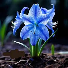 Blue Amaryllis Flower seeds for Planting Premium Quality Heirloom & GMO Free Seeds for Home Garden
