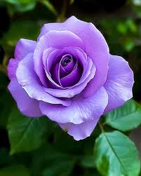 Rose Flower seeds for Planting Compact Growth Heirloom & GMO Free Seeds for Home Garden