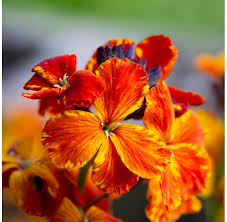 Orange Wallflower Flower seeds for Planting Drought Tolerant, Heirloom & GMO Free Seeds for Home Garden vegetable and garden seeds