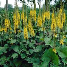 Ligularia Przewalskii Flower seeds for Planting Compact Growth Heirloom & GMO Free Seeds for Home Garden