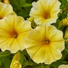 High quality White Yellow Calibrachoa Flower seeds for Planting Wildflower Mix, Heirloom & GMO Free Seeds for Home Garden seeds pack
